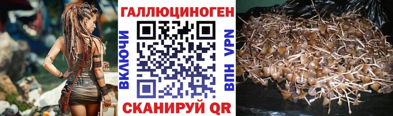 Псилоцибиновые грибы GOLDEN TEACHER Курчалой